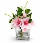 نسيم الربيع ماجنوليا روزا (Pink Magnolia Elegance)