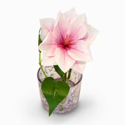 همس الزهور ماجنوليا برينسيس (Pink Magnolia Princess)