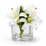 سحر البياض ليلي النقاء (Pure White Lily Cube)
