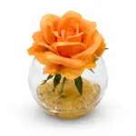 إشراقة الأمل سولاريس روز (Solaris Orange Rose)