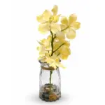 إشراقة الشمس (Sunlight Elegance Orchid)